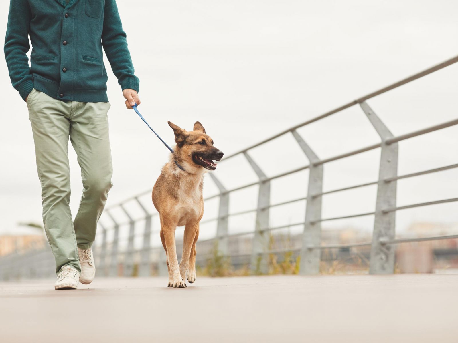 Person walking a brown dog on a leash along a boardwalk with metal railing on a cloudy day.